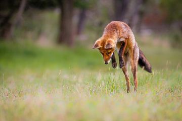 Jumping Fox by Pim Leijen
