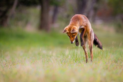 Jumping Fox by Pim Leijen