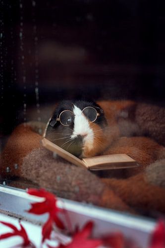 Reading guinea pig at the window - warm autumnal animal photo with glasses and book by Marloes van Antwerpen