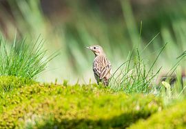 Thrush in the woods of Lemele by Merijn Loch