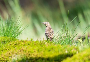 Lijster in de bossen van Lemele van Merijn Loch