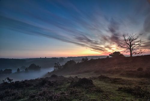 Prachtige heide op de veluwe 