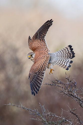 Kestrel