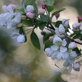 Apple blossom by Linda de Klein