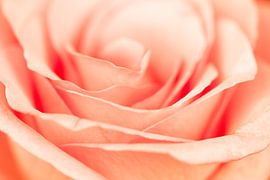 Roos van Math Bartholomeus