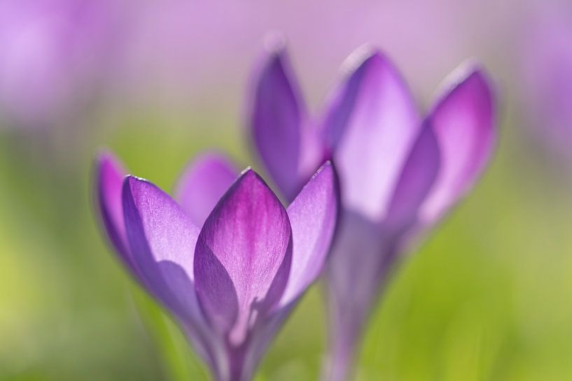 Twee paarse krokussen in de zon van Margreet Riedstra