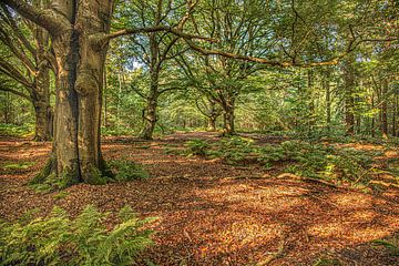 Der Rijster Wald in Gaasterland, Friesland, in den Farben des Frühherbstes von Harrie Muis