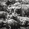 Wasserbüffelherde / Uganda / Afrikanische Tiere / Naturfotografie von Jikke Patist