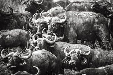 Herd of water buffaloes / Uganda / African animal / Nature photography by Jikke Patist