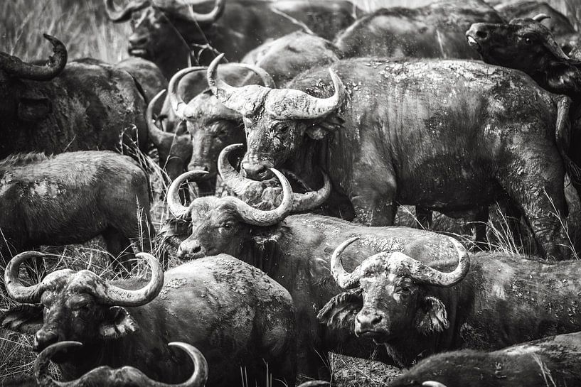 Kudde waterbuffels / Oeganda / Afrikaans dier / Natuurfotografie van Jikke Patist