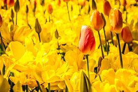 Prachtige roze tulpen by Stedom Fotografie