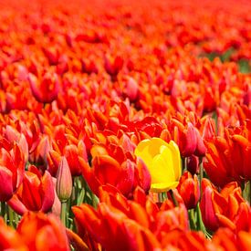 Hollandsche tulpen van Foto Pia