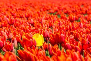 Tulipes hollandaises sur Foto Pia