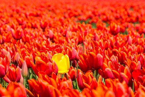 Holländische Tulpen