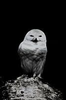 Schneeeule