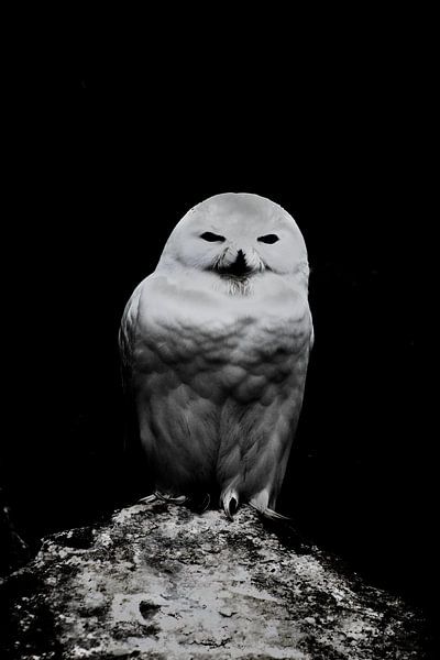 Schneeeule von ZooChecker
