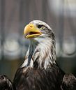 american sea eagle par Rick Nijman Aperçu