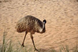 Nosy emu by Frank's Awesome Travels