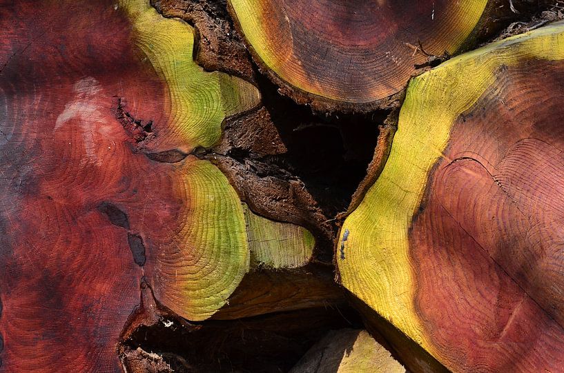 Mammoth logs by Ingo Laue