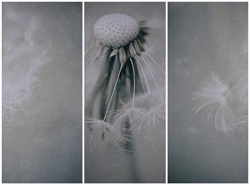 Untamed (variation) by The Art Of Vili