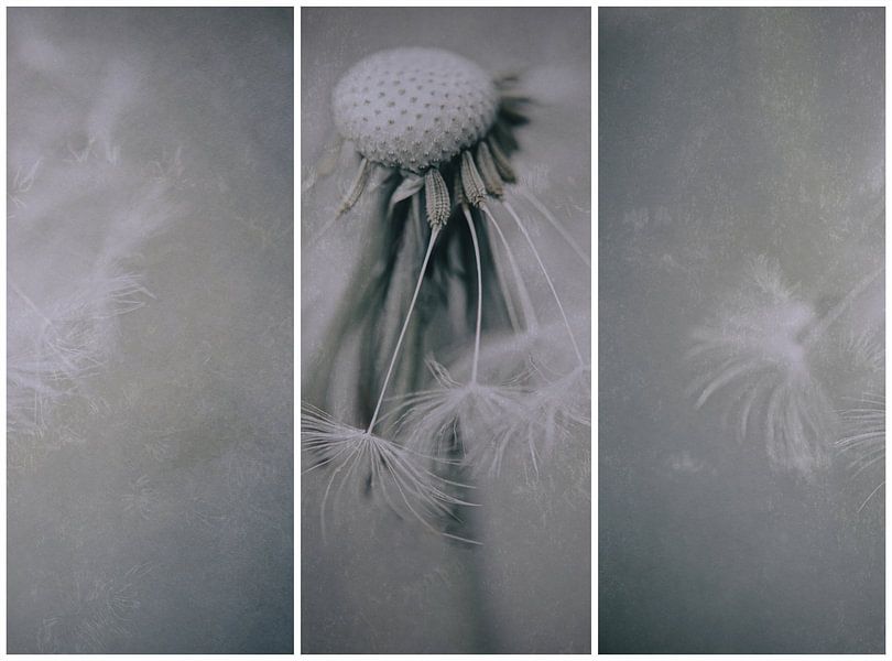 Untamed (variation) by The Art Of Vili