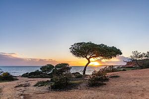 Sonnenuntergang am Sandstrand Praia da Falésia. Klippen, ein Baum bei Albufeira, Portugal