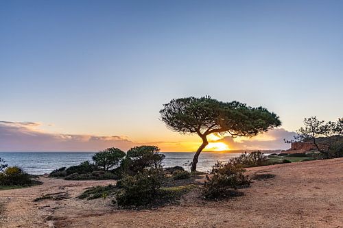 Zonsondergang op het zandstrand Praia da Falésia. Kliffen, een boom bij Albufeira, Portugal
