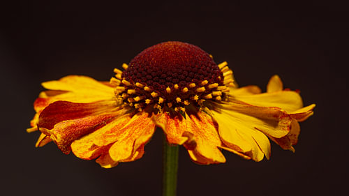 Tanz im Licht – Panorama einer gelb-orangefarbenen Sonnenblume von Marjolijn van den Berg