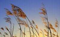 In the evening light by Ostsee Bilder thumbnail