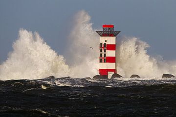 Meeuwen vliegt langs de vuurtoren van Menno van Duijn