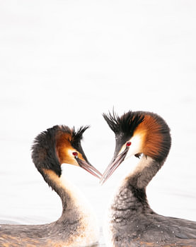 Lovegrebes