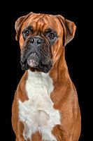Boxer
