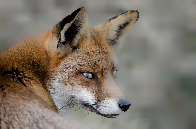 Vos blickt zurück von Joyce Derksen