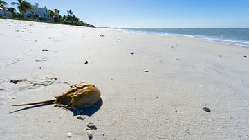USA, Florida, Hufeisenkrabbe am weißen Sandstrand nach einem Sturm von adventure-photos