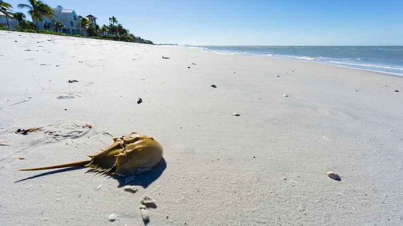 USA, Floride, Crabe en fer à cheval sur la plage de sable blanc après une tempête par adventure-photos