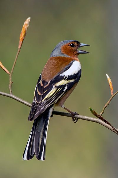 Finch (m) by Henk Zielstra