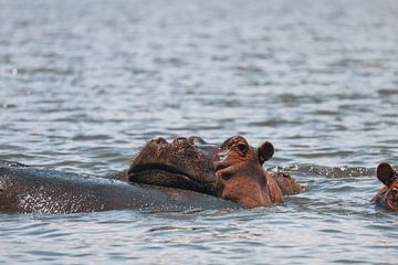 Hippo by G. van Dijk