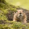 Präriehund von Steffie van der Putten