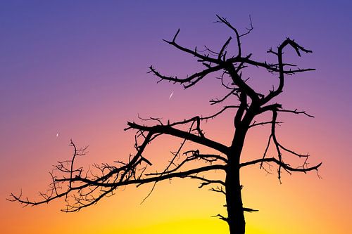 Scherenschnitt von Martijn Schruijer