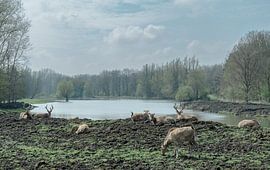 Vater David Hirsch ein Rudel in Ruhe von Fred van Schaagen