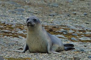 Seal à la plage sur Kai Müller