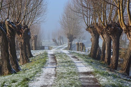 Knotwilgen langs Tiendweg