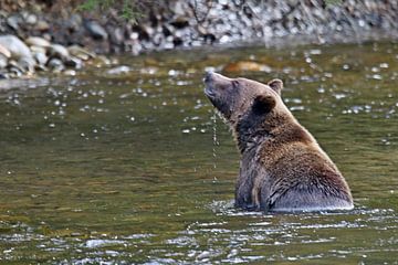 grizzly neemt een bad van eddy Peelman