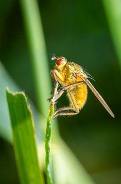 Mouche sur un brin d'herbe sur Clicks&Captures by Tim Loos