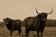 Schotse hooglanders groot met kalf sepia van Sascha van Dam thumbnail