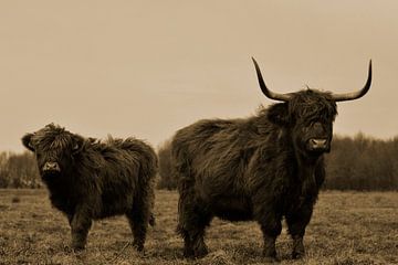 Schotse hooglanders groot met kalf sepia