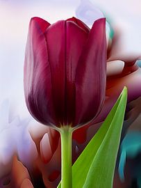 Tulip part II - 2026 by Andreas Wemmje