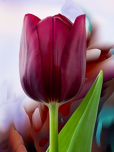Tulip deel II - 2026