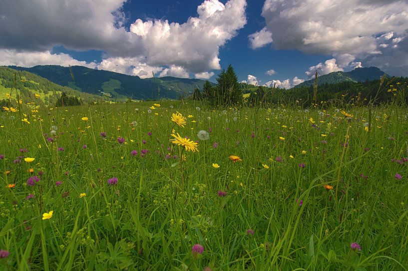 Almwiese in Tirol von Steffen Gierok