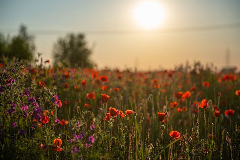 Coquelicots à Malines par Jim De Sitter